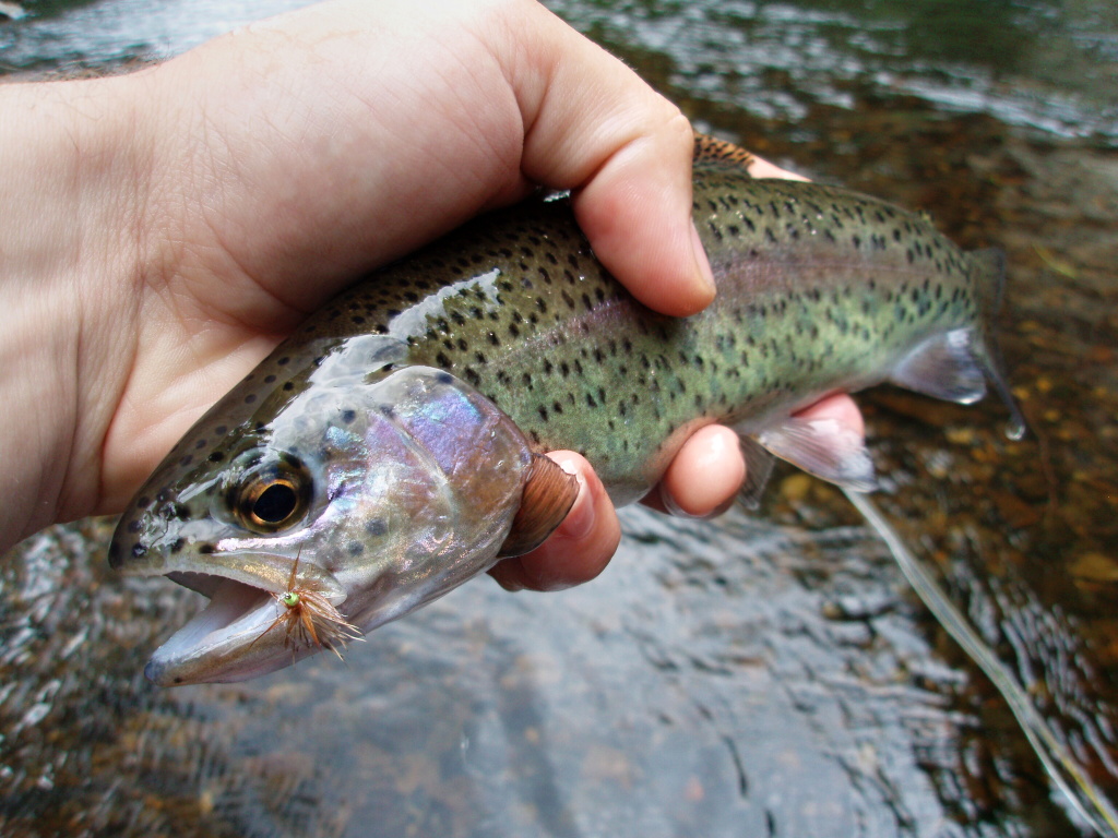 Hi-Float Sedge - Perfect small dry fly for rainbows!
