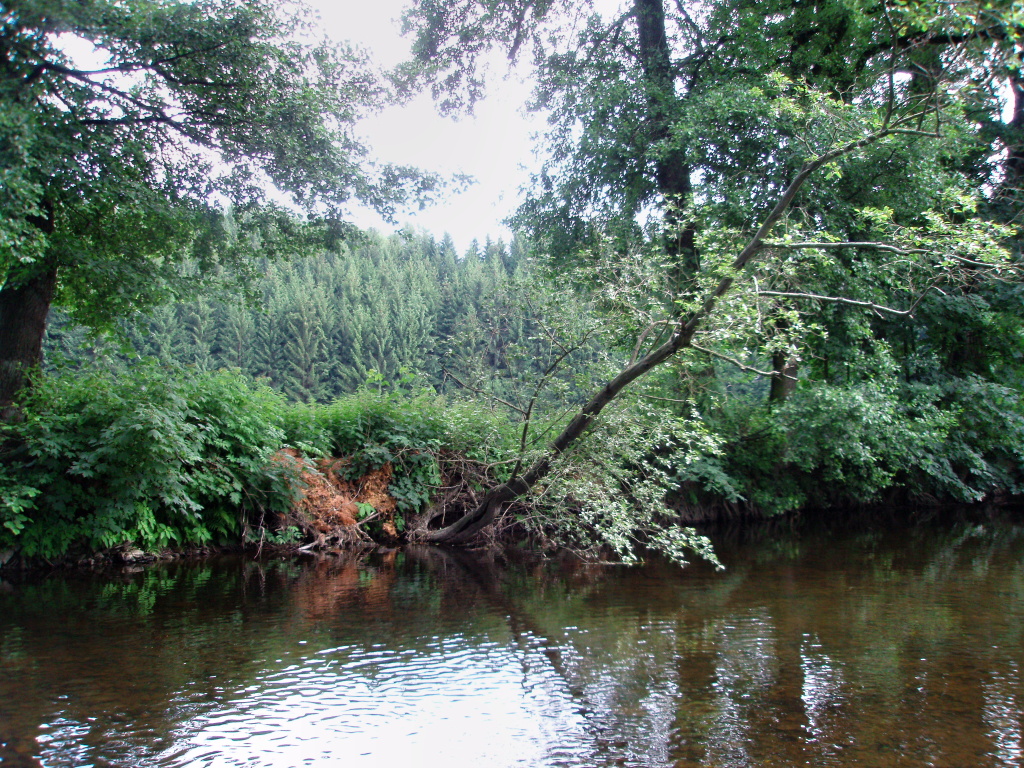 Very good spot under the tree with a nice brown trout.