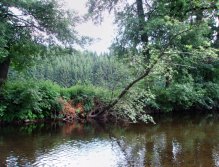 Very good spot under the tree with a nice brown trout.