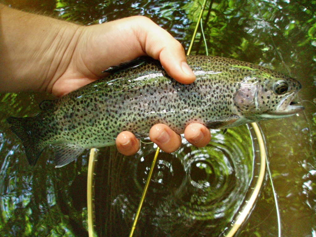 Really nice rainbow trout on black Alder dry fly pattern from overgrown part of the river.