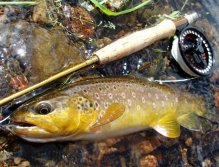 Stunning golden trout on Retirer Sedge at the end of the trip.