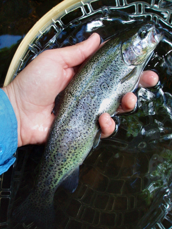 Another cast bring small stocked rainbow - Easy and cheap prey for killer-fishers.