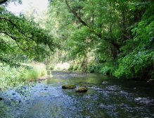Stream is relatively shallow and streaming in this place. But full of small hungry trouts.