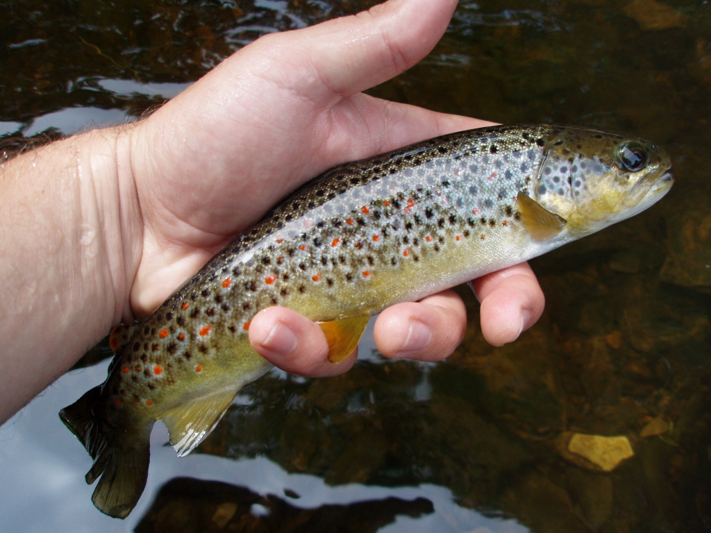 It works! Beautifuly colored Czech brownie.