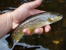 It works! Beautifuly colored Czech brownie.