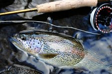 Caddis Summer - Trout Frenzy - Gallery