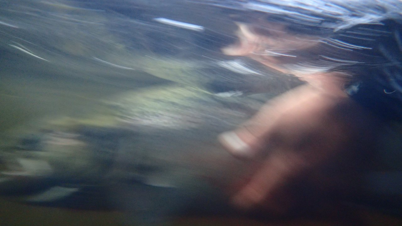 Salmon in motion