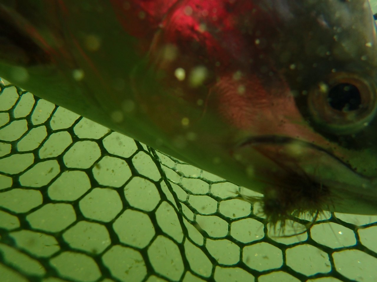 First underwater picture