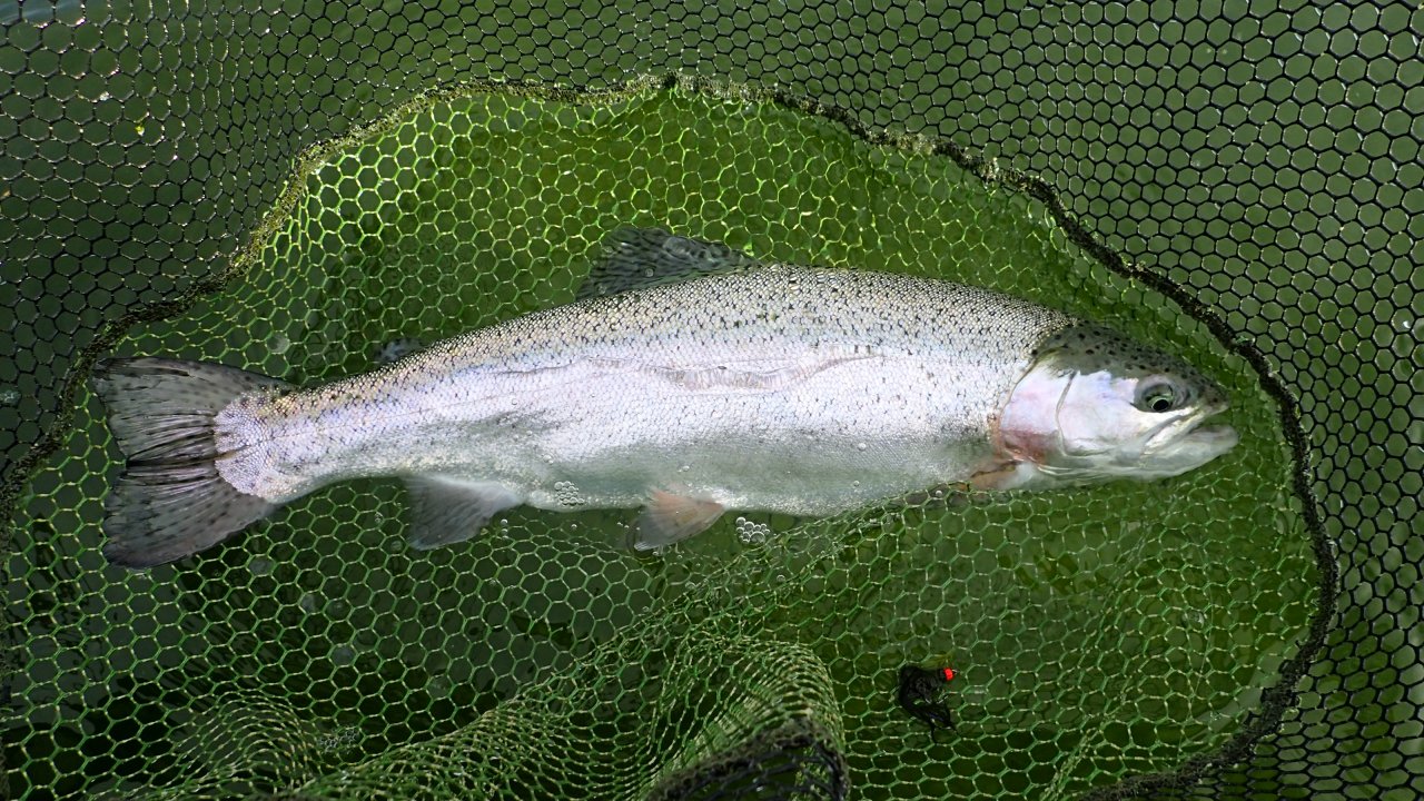 Rainbow trout from Grafham water
