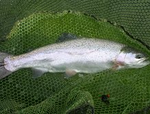 Rainbow trout from Grafham water