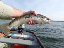 Brown trout from Grafham water