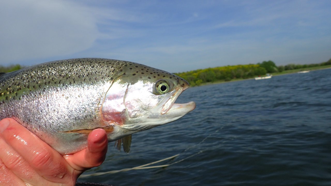 Rainbow trout from Grafham water