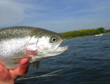 Rainbow trout from Grafham water