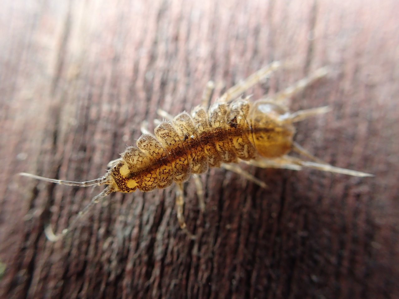 Meeting the killer shrimp