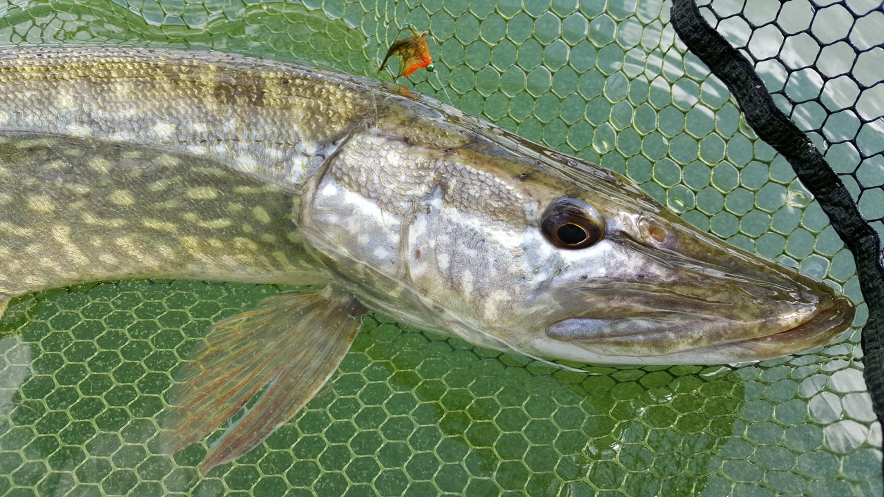 Pike and the fly
