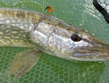Pike and the fly