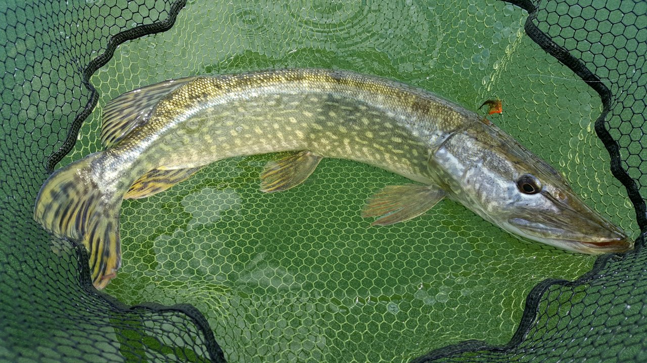 Pike from Pitsford Water