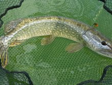 Pike from Pitsford Water