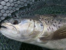 Brown trout from Pitsford Water