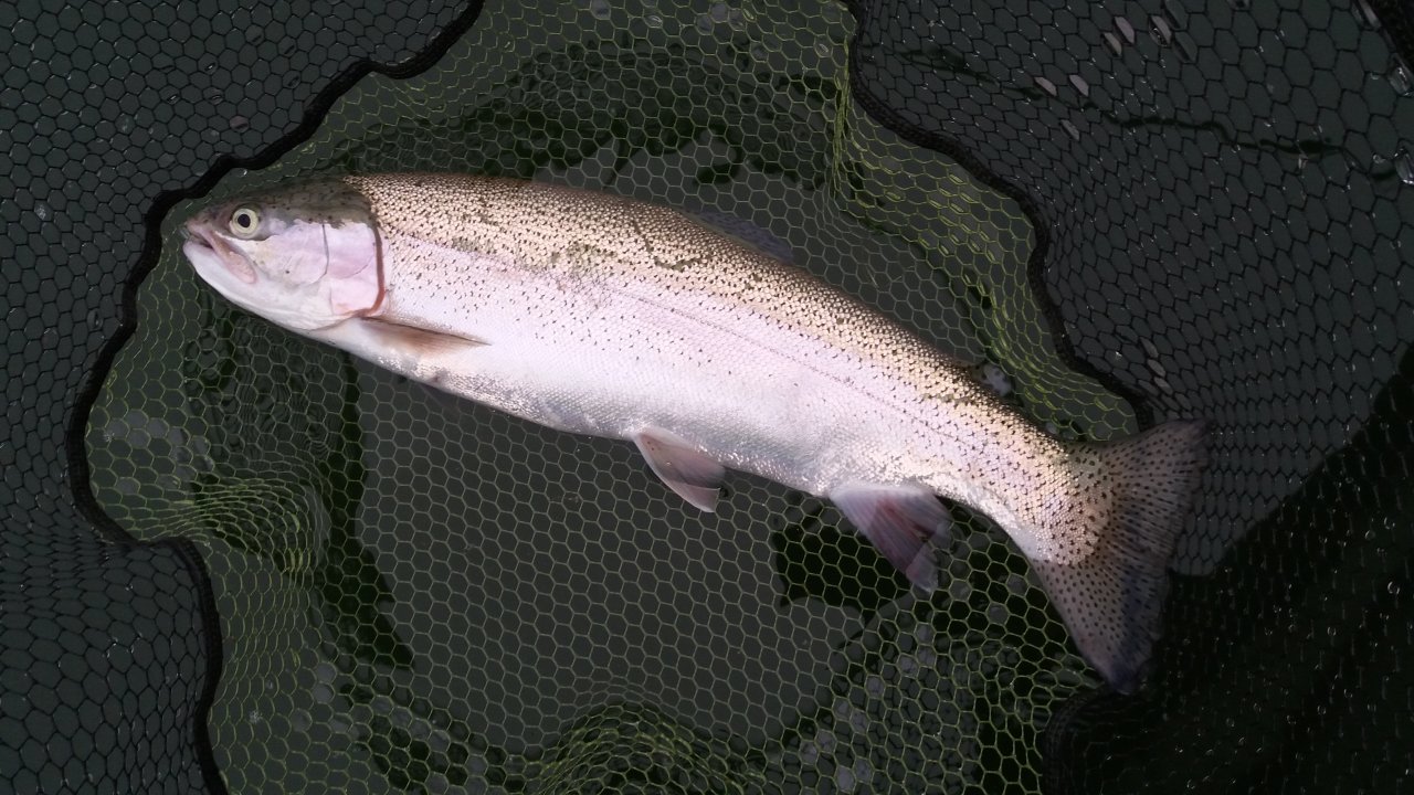 Rainbow Trout in the net