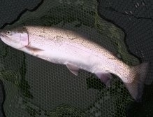 Rainbow Trout in the net