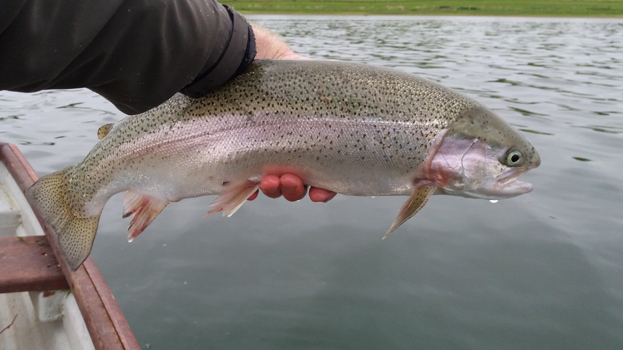 Another nice rainbow trout from Pitsford