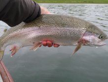 Another nice rainbow trout from Pitsford