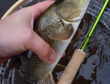 Small barbel as a surprise of the day.