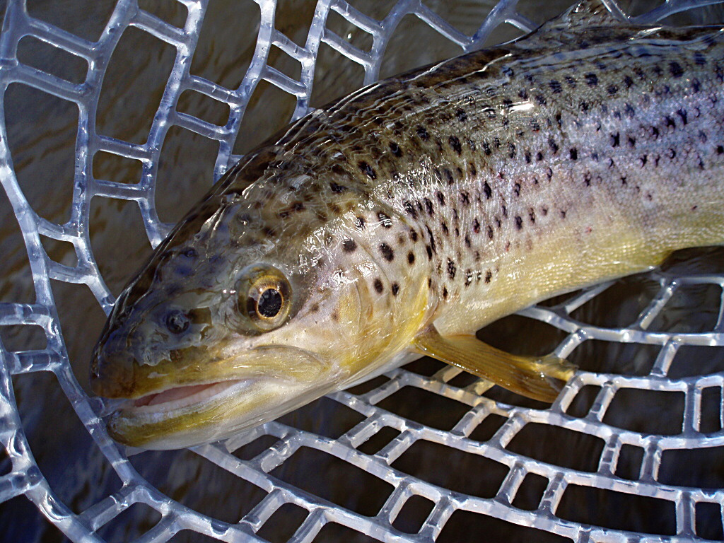 Winter brownie from rocky deep part of the river.