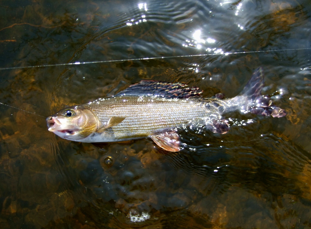 First grayling on the nymph.