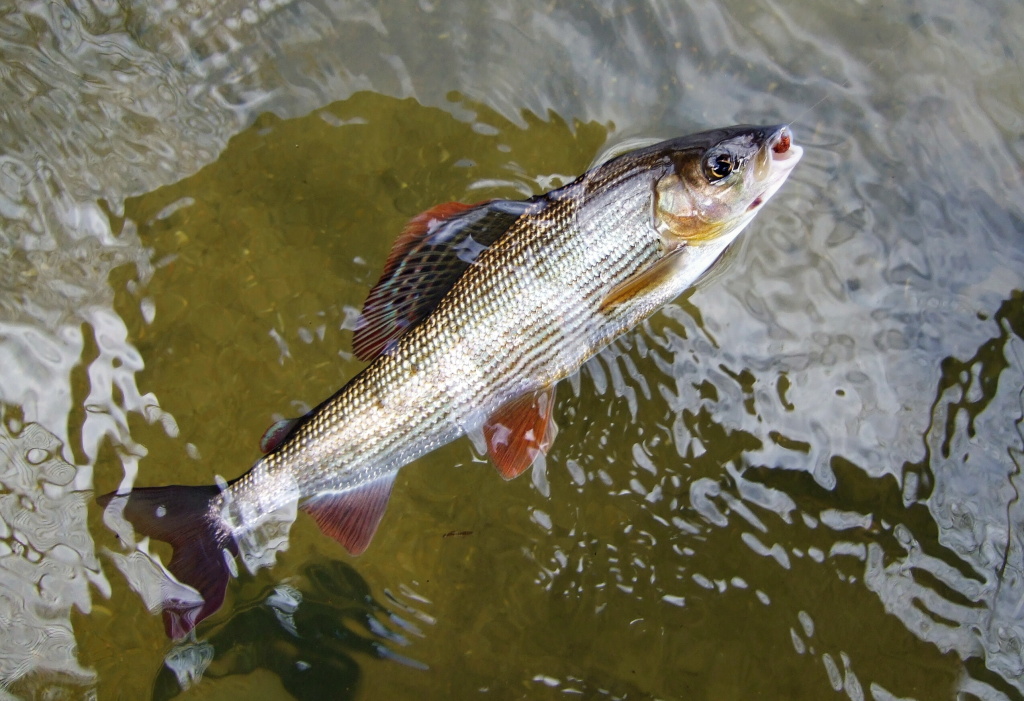 Beautiful grayling in all its glory!