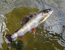 Beautiful grayling in all its glory!