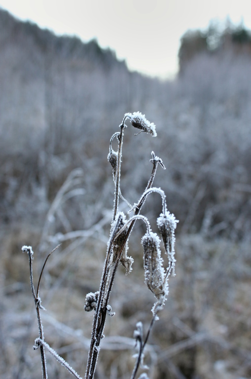 Frozen plant.