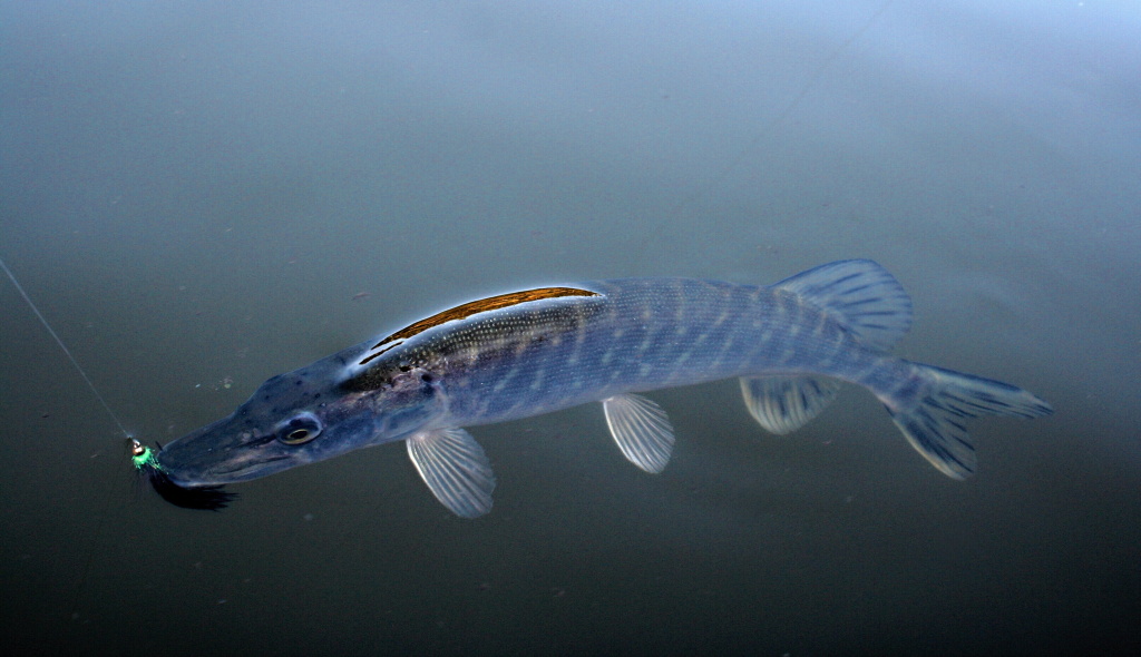 Small pike couldn't resist Montana - Traditional and very popular lake pattern for all season.