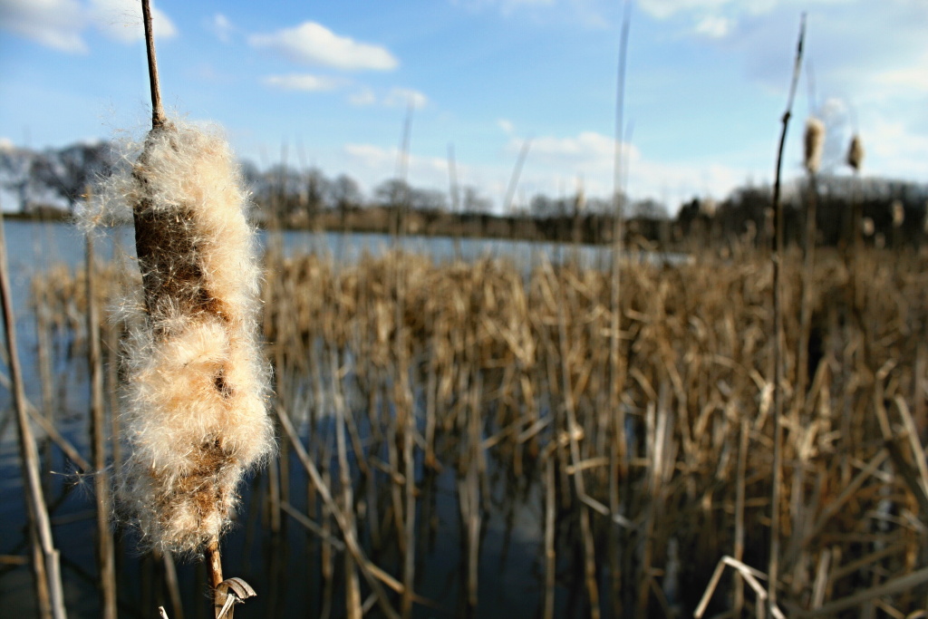 Sand color of vegetation arround of my favourite pond - raw beginning of the fishing season.