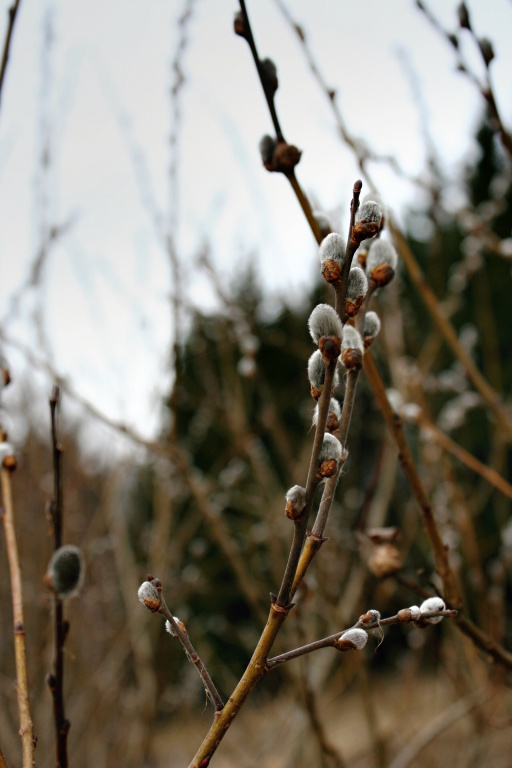 Nature slowly comes to life.