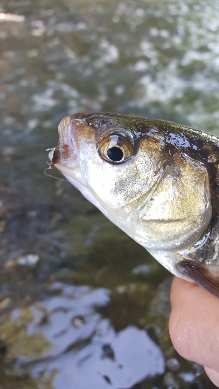 Chub on dry fly