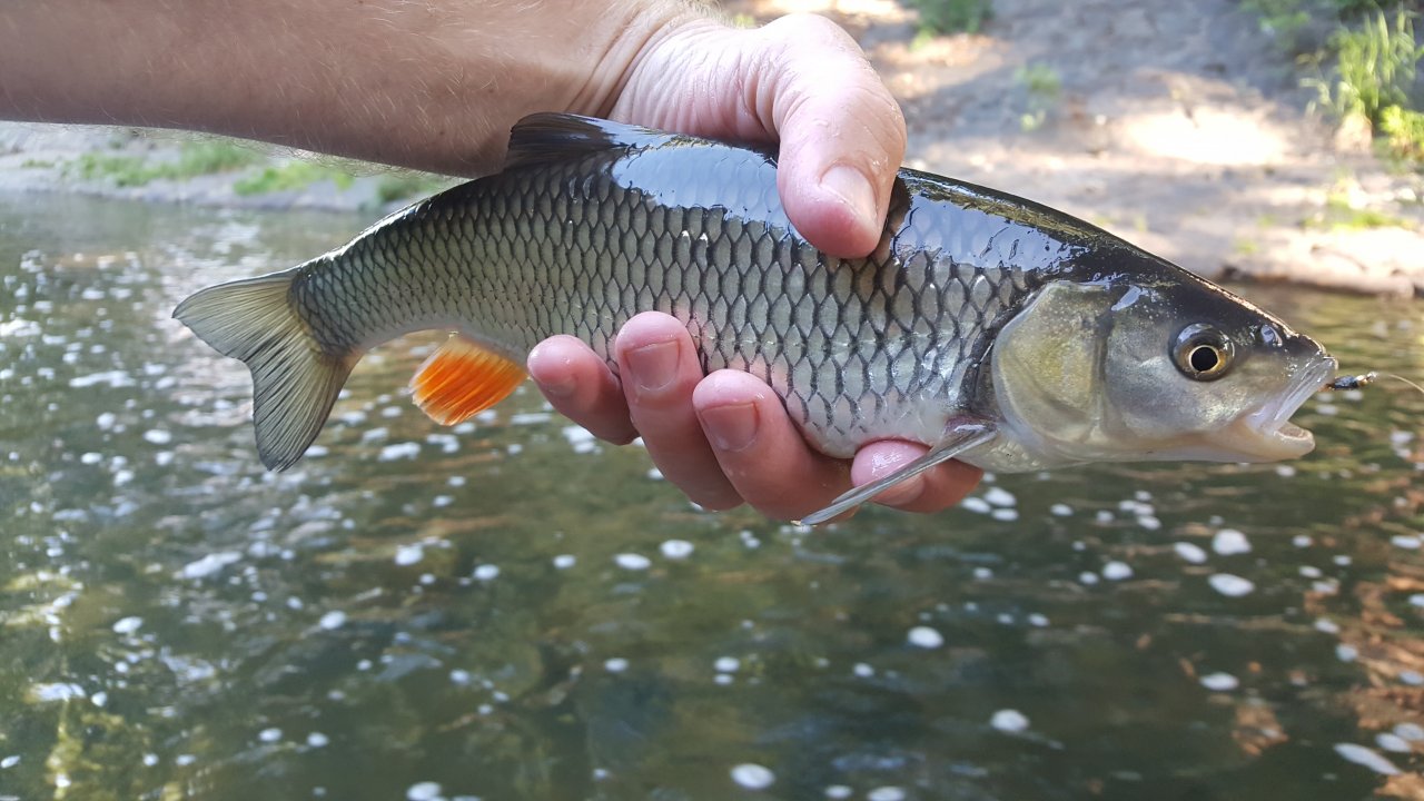 The fish of the day (or rather morning)