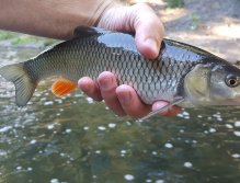 The fish of the day (or rather morning)