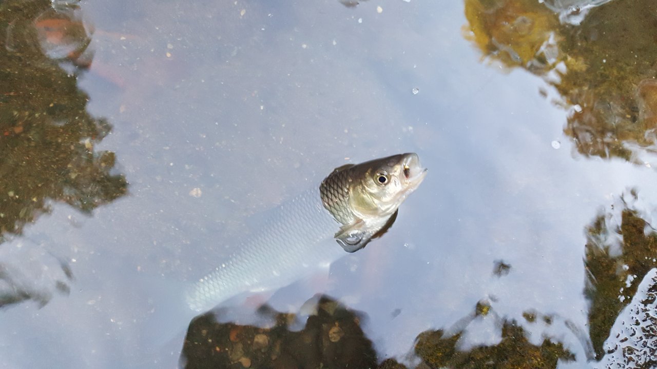 The first chub of the day