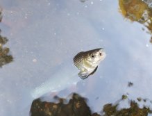 The first chub of the day