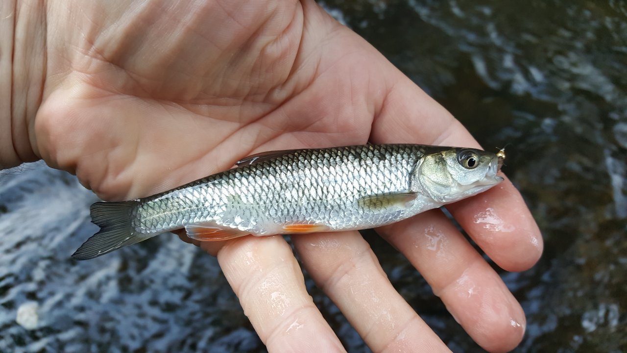 Some fish were bit small...