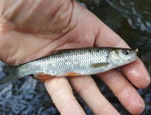 Some fish were bit small...