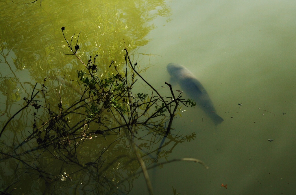 Big grass carp in my territory = Big challenge!!!