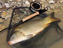 A little thin, but more warlike.