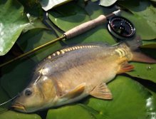 Baby carp & Water lilies.