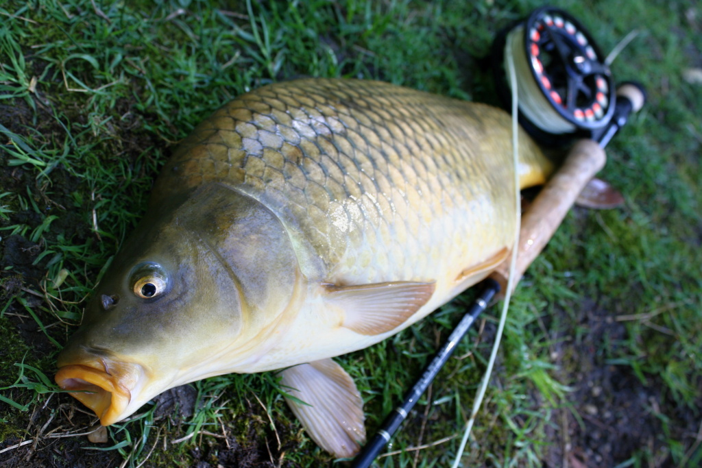 Nice scale carp from Czech pond.