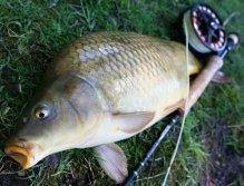 Nice scale carp from Czech pond.