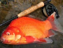 "Three wishes" on the fly :-) Believe or not, but I caught this fish on the public trout water!