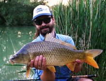 Honey colored carp from summer evening.